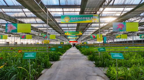 山西大同 以花生 花 綻放美麗經濟